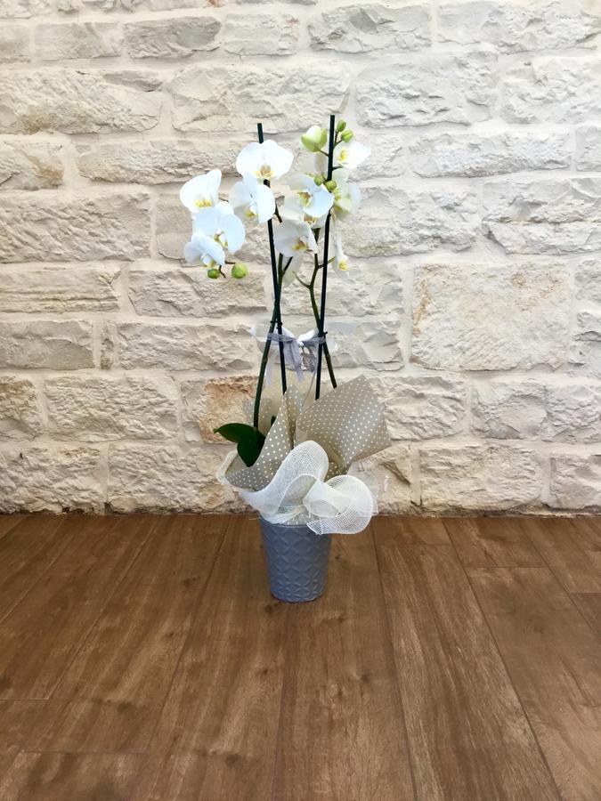 B&B Sant'Agostino Giovinazzo Ngoại thất bức ảnh